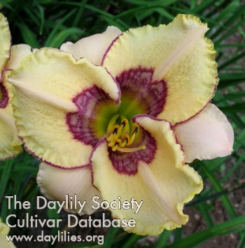 Daylily Man in the Maze
